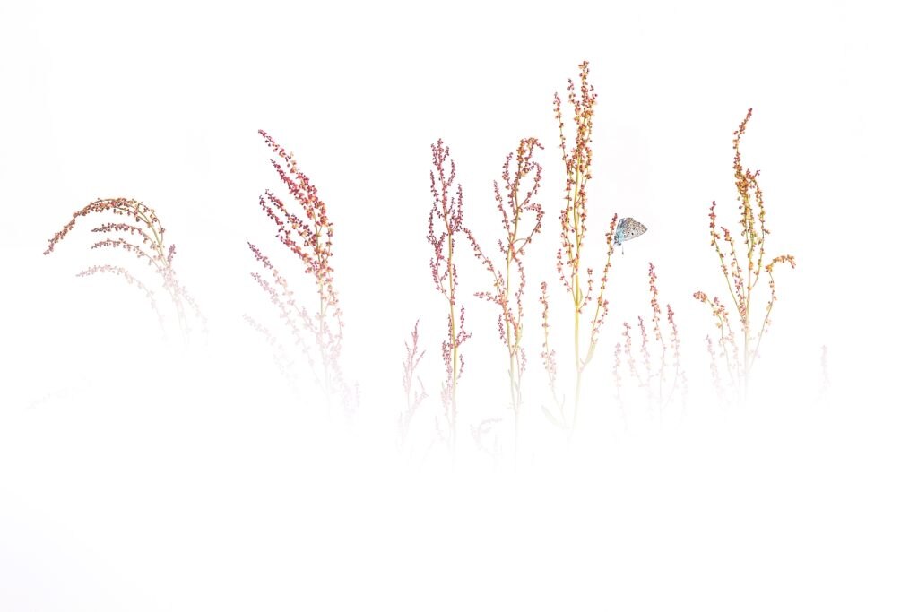 Sonnolenza - Massimiliano Manuel Paolino