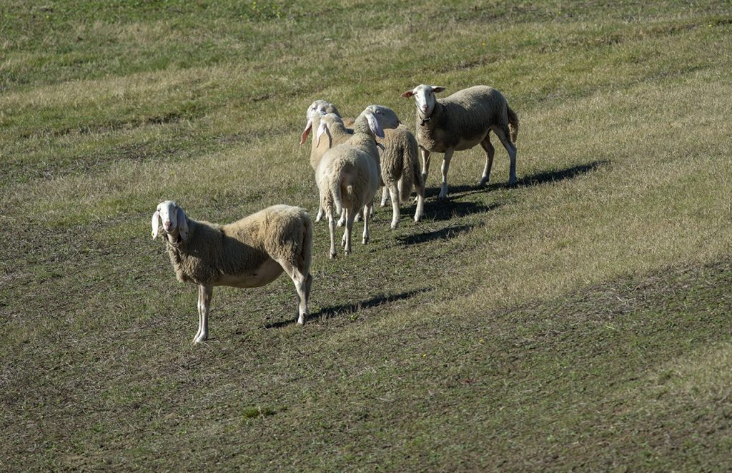 Sui pascoli attraversati dall