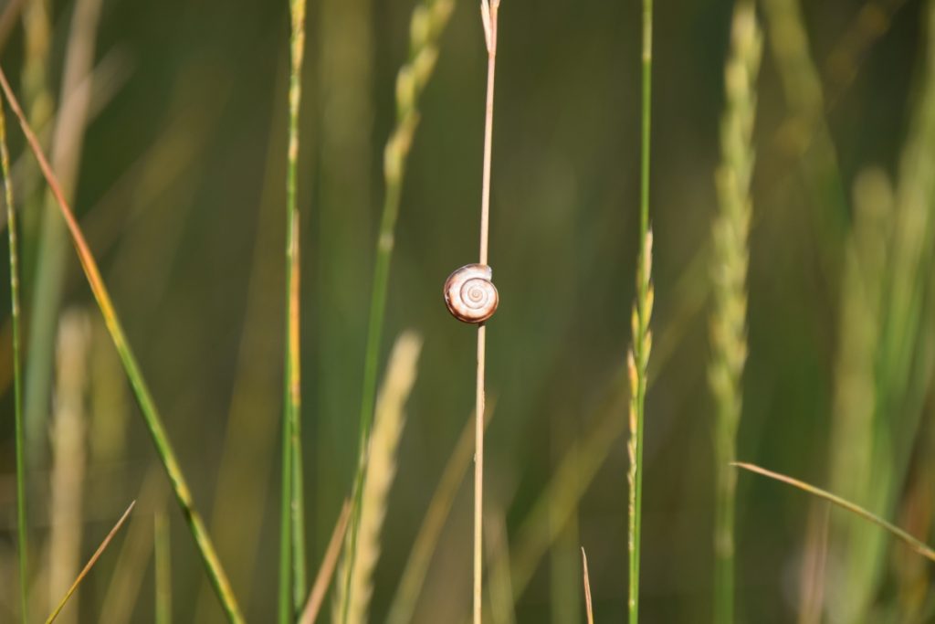 Una casa sulla spiga - Sophie Gorrex