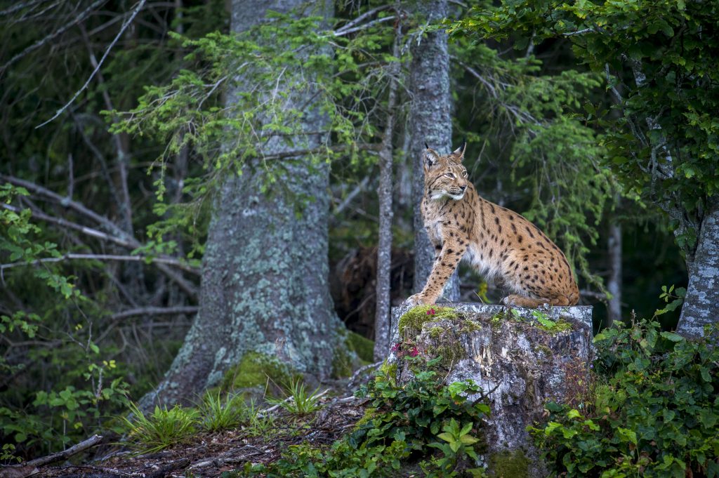 Una lince nella foresta, foto Geslin Laurent WWF