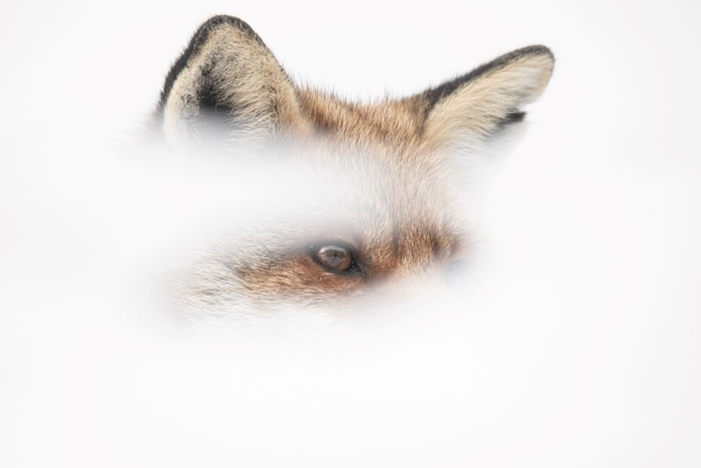 Zorro - Massimo Arcaro