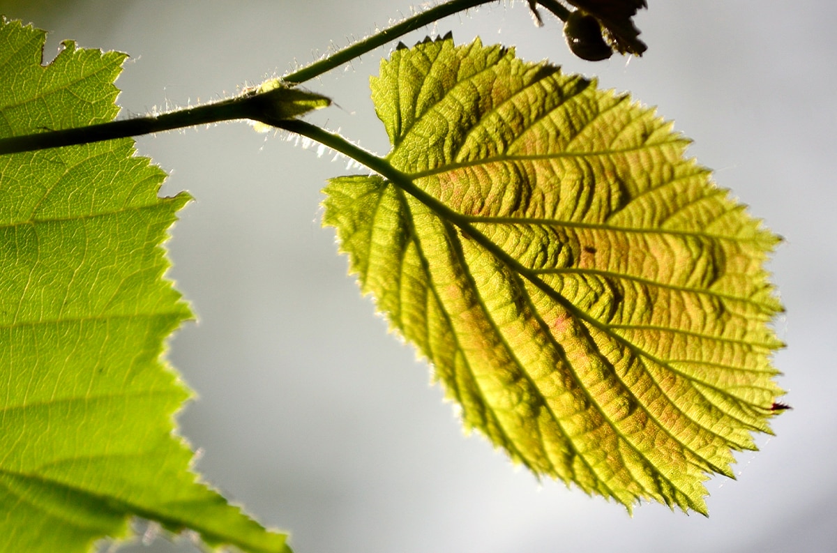 Legno, pietra, foglie, acqua: come fotografare (bene) la texture