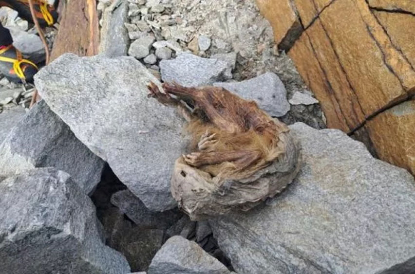La marmotta del Lyskamm prima di essere portata a valle. Foto Velca Botti, Museo Regionale Scienze Naturali Efisio Noussan