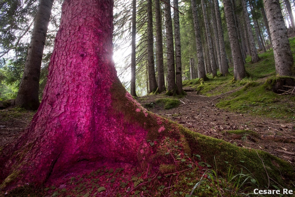 Pessima giornata, nebbia e pioggia si alternano. Momento pessimo per rendere la texture della corteccia o per cercare di isolare una parte del bosco. Senza il flash la foto sarebbe risultata piatta e scialba. L'uso del flash sul primo piano e di una gelatina colorata (rispettivamente ambra e magenta) ha reso il primo piano ben definito. Il flash era staccato dalla fotocamera, in modo da potenre orientare la direzione. Nikon D810; Nikkor 17-35 2,8 AFS; focale 17 mm; 1/15 sec; f 8; iso 200; treppiede. Anche con il flash, la foto sarebbe risultata mossa, in quanto ho utilizzato il tempo di posa della luce ambiente, in modo da mischiarla con quella artificiale.
