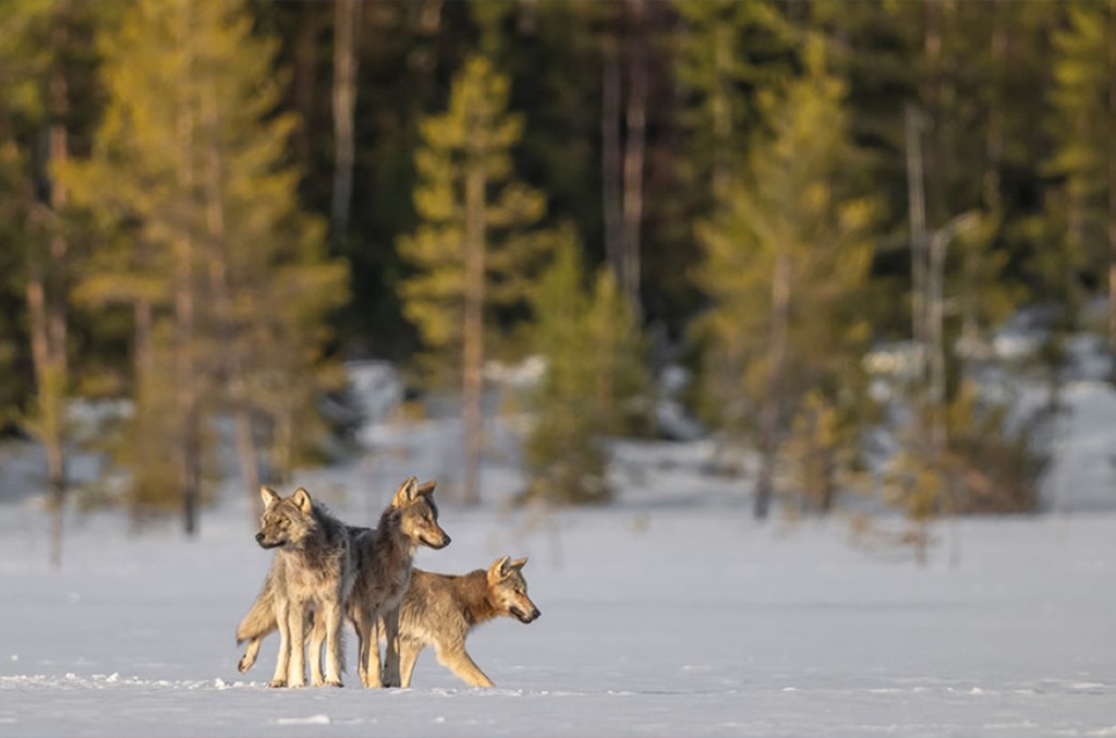 Un'immagine del film Laffut aux Loups di Olivier Larrey e Tanguy Dumortier