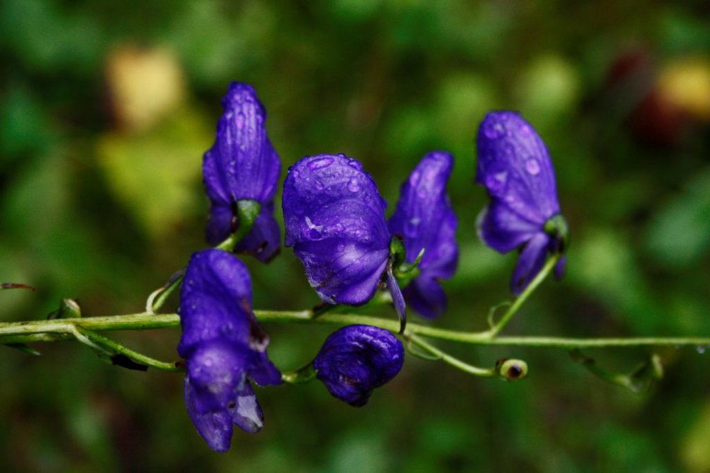 Aconito @ Giardino Botanico Alpino Rezia