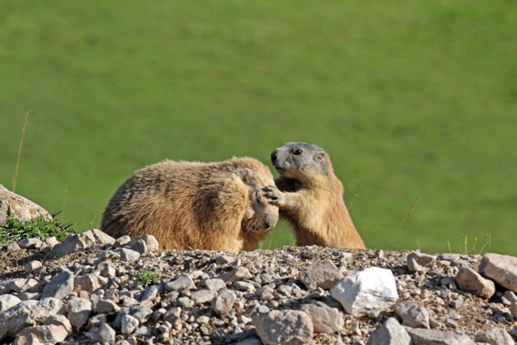 Affari di famiglia @ AdobeStock