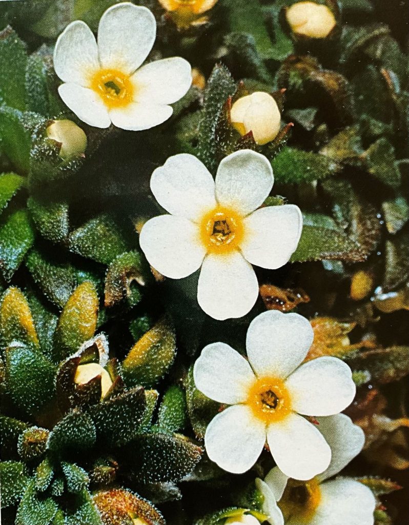 Androsace hausmanni. Foto Massimo Spampani