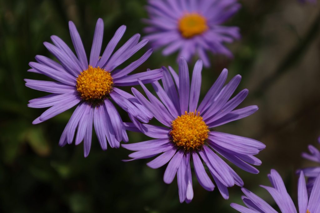 Astro alpino @ Giardino Botanico Alpino Rezia
