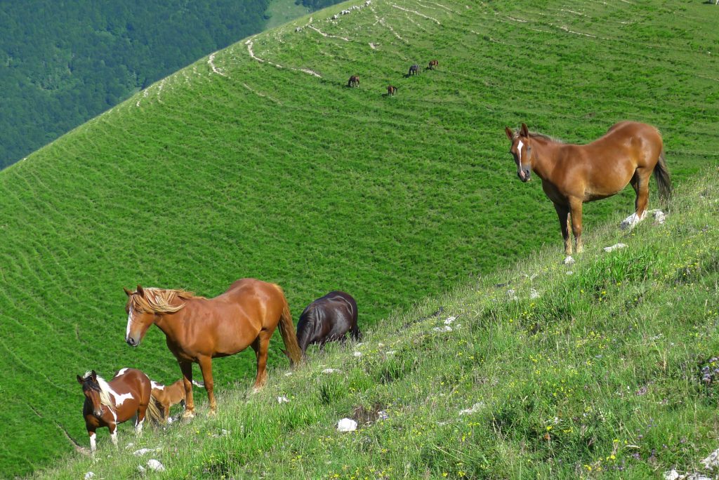 Cavalli a Sella di Vall