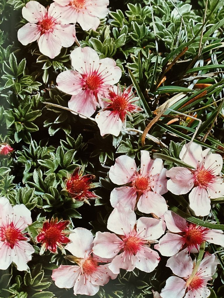 Cinquefoglia delle Dolomiti. Foto Massimo Spampani