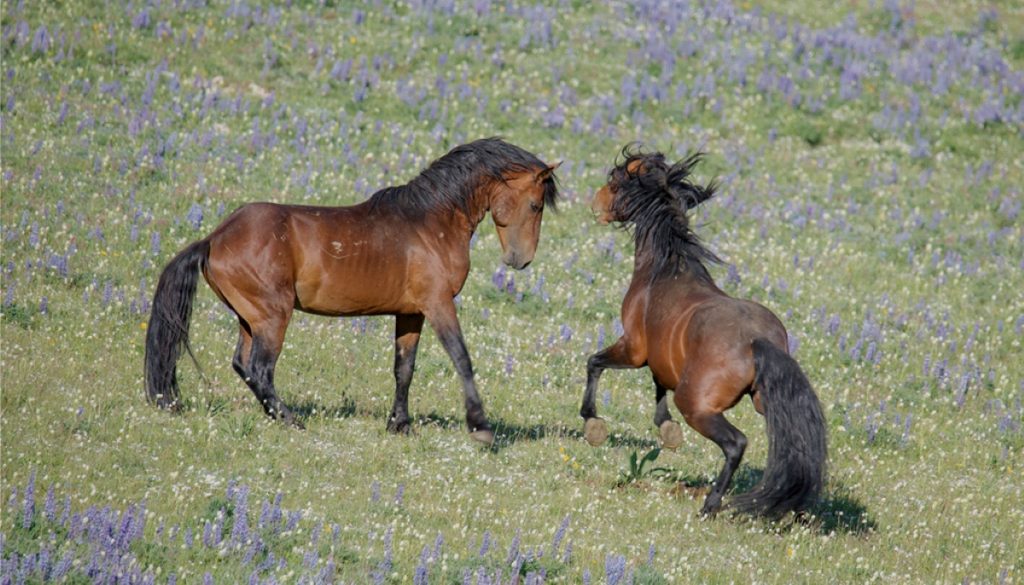 Dal film American Wild Horses