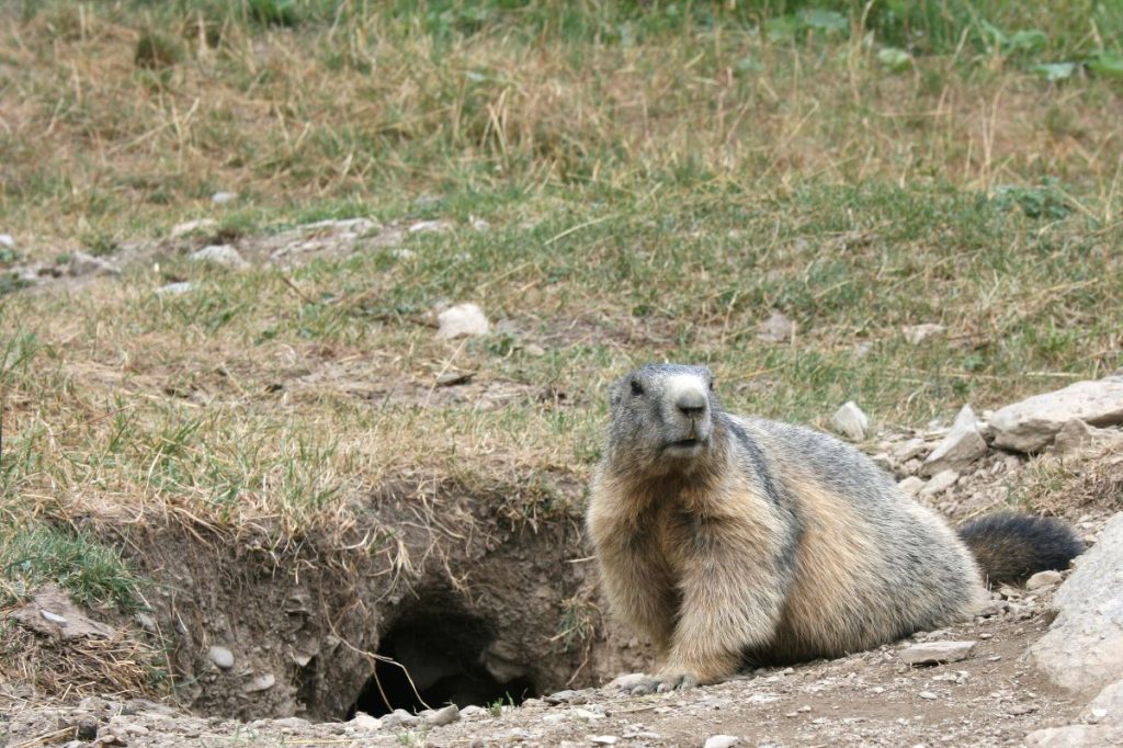 Davanti alla tana, pronta a nascondersi @ AdobeStock