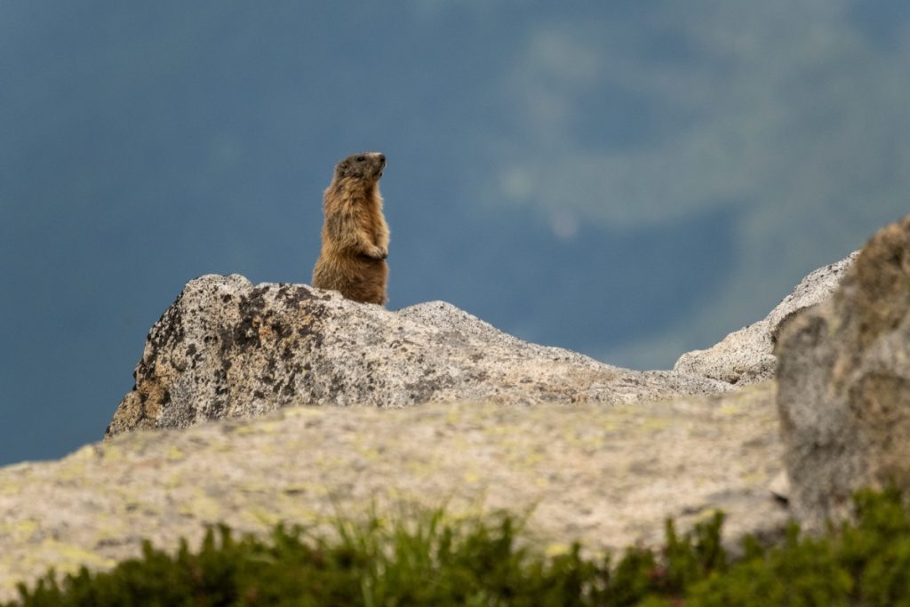 Di vedetta @ AdobeStock