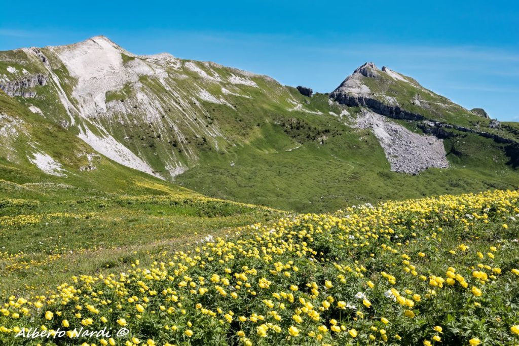 Fioritura alla Bua delle Vette, altrimenti chiamaa Busa delle meraviglie. Foto Alberto Nardi
