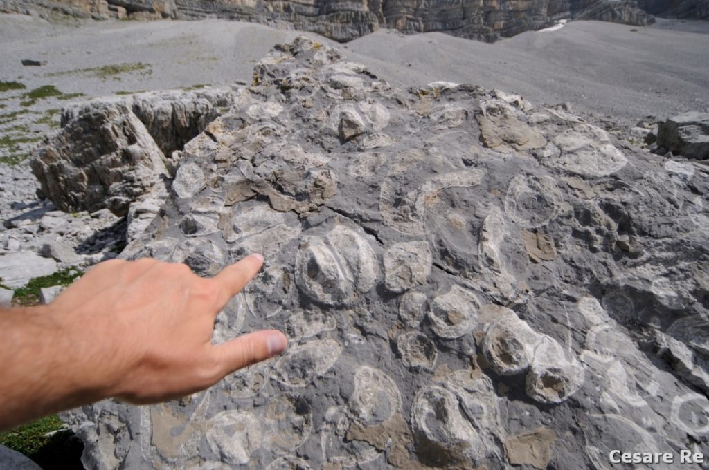 Fossili di Megalodon. Foto Cesare Re
