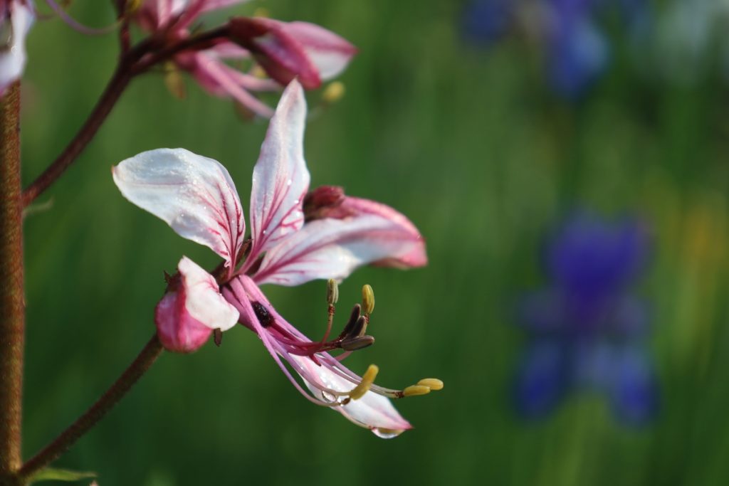 Frassinella. @ Giardino Botanico Alpino Rezia