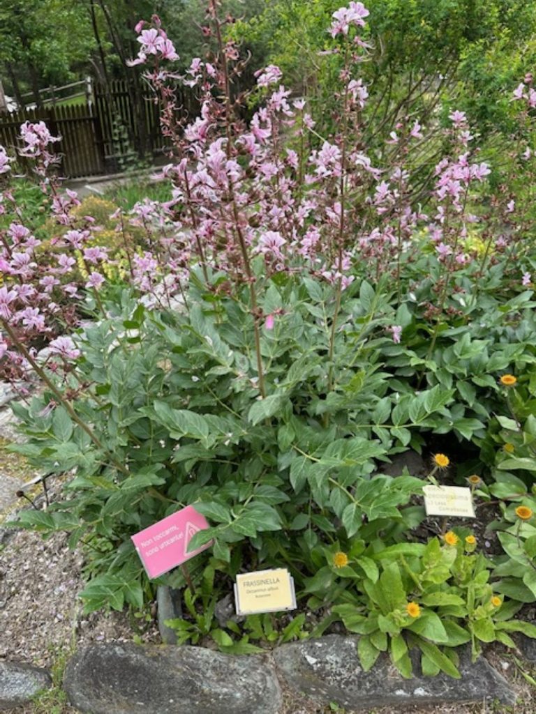 Frassinella. Foto Maria Tatsos