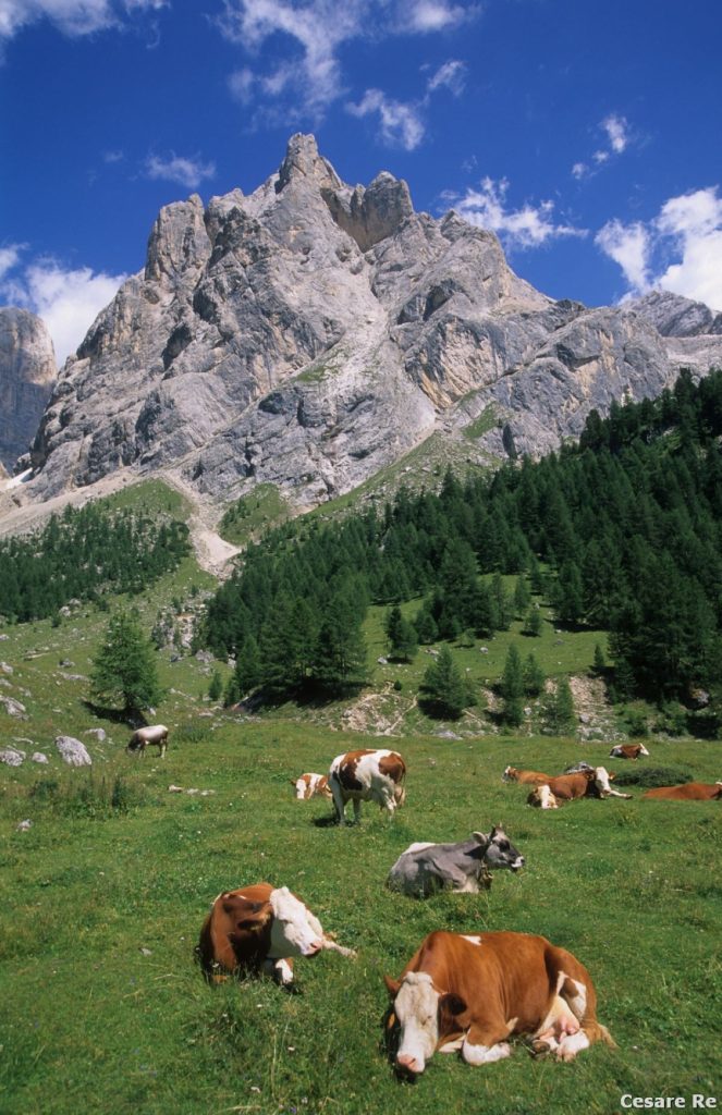 In discesa da Passo di San Nicolò verso il Rifugio Contrin. Foto Cesare Re