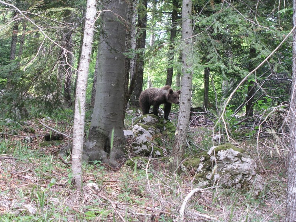 Incontro ravvicinato @PP Velebit