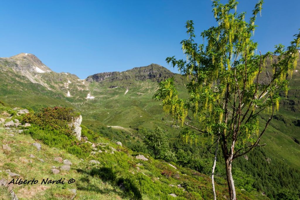 La vista sul Passo Portula dopo essere usciti dal bosco. Foto Alberto Nardi