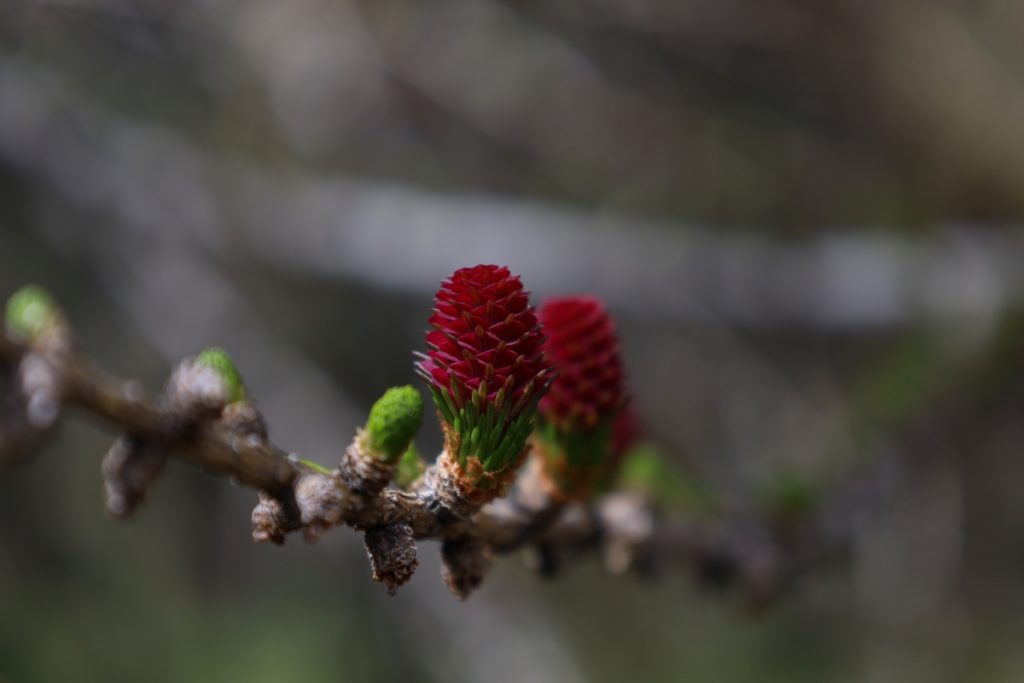 Larice @ Giardino Botanico Alpino Rezia