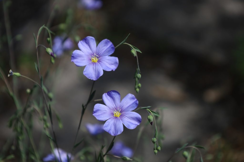 Lino @ Giardino Botanico Alpino Rezia