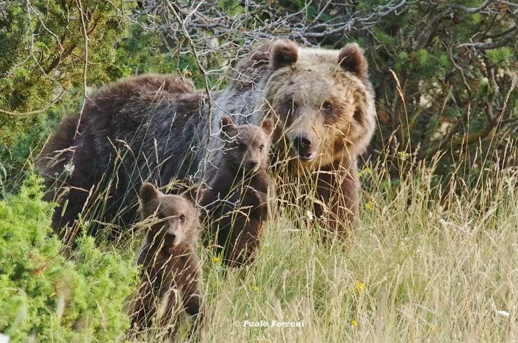 L'orsa Amarena con i suoi quattro orsacchiotti