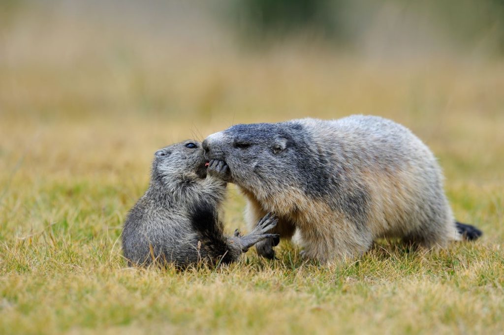 Mamma e figlia @ AdobeStock