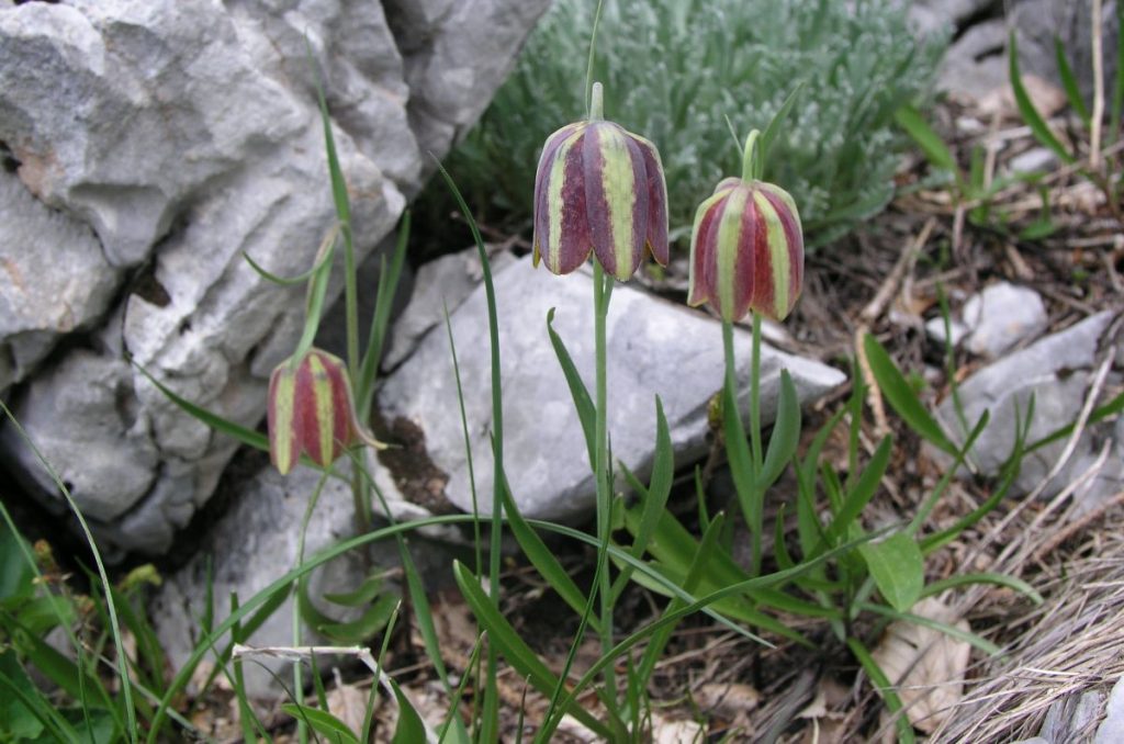 Oltre 500 specie botaniche @ PP velebit