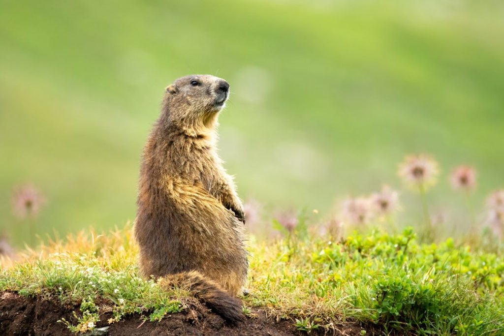 Pronta ad avevrtire di eventuali pericoli @AdobeStock