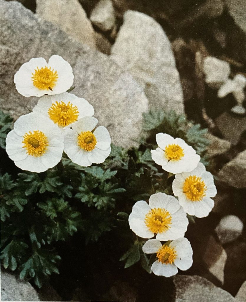 Ranuncolo glaciale ( foto Massimo Spampani)