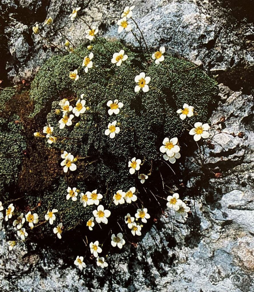 Sassifraga verdazzurra. Foto Massimo Spampani