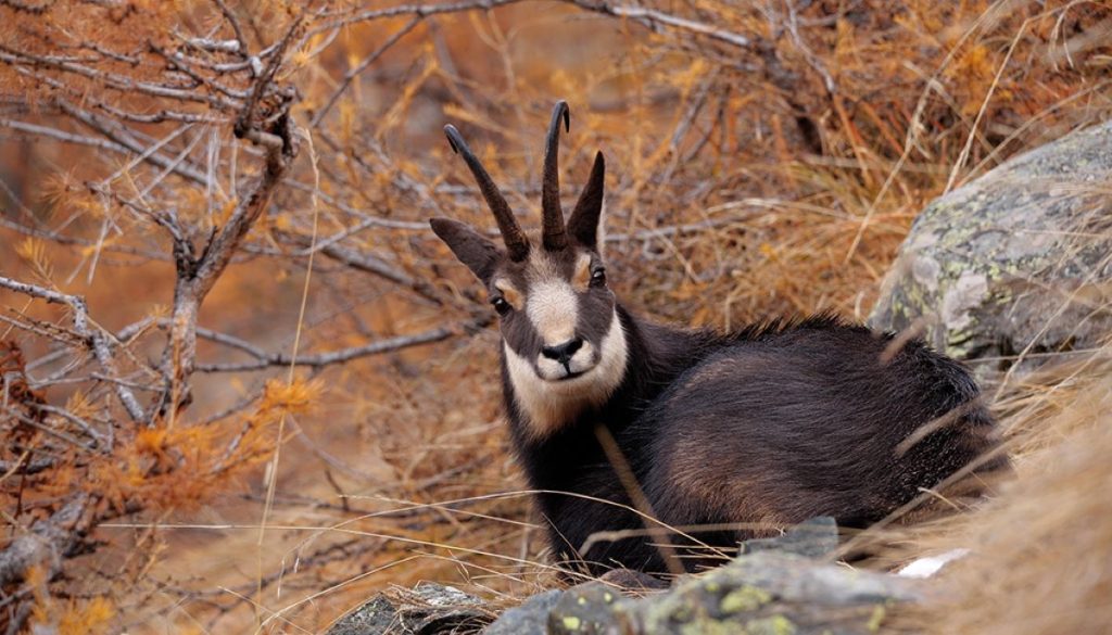 Sauvage - Le Chamois, l