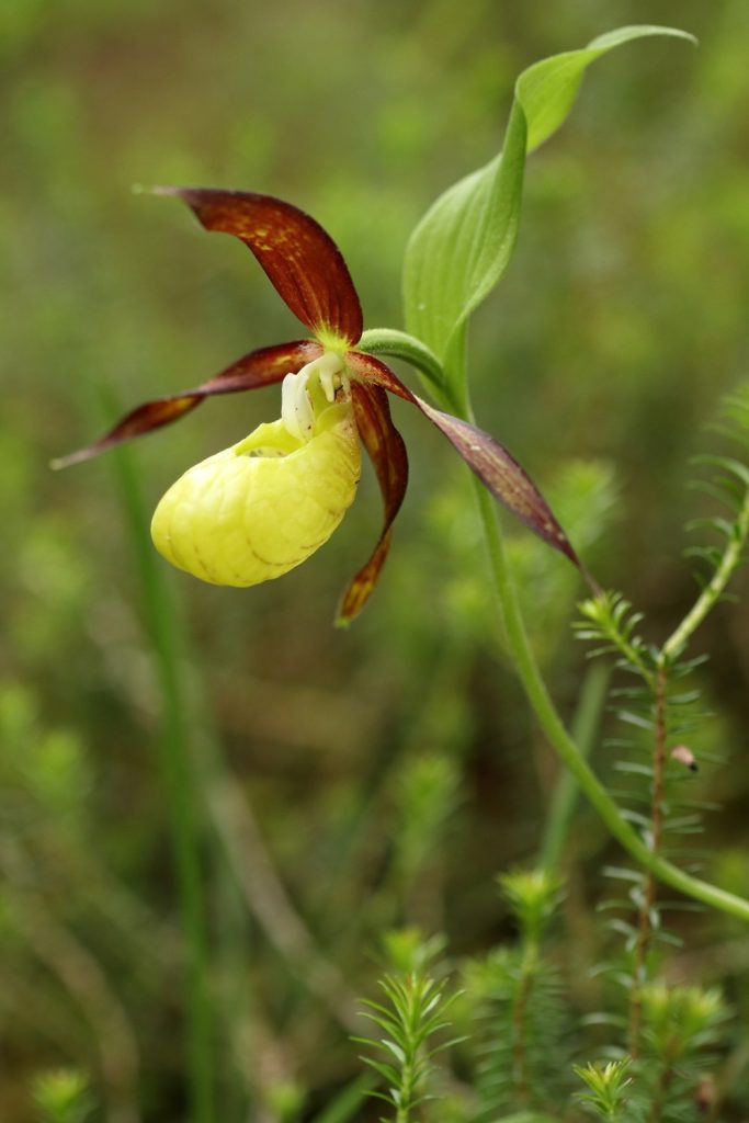 Scarpetta di Venere. Foto M. Favaron