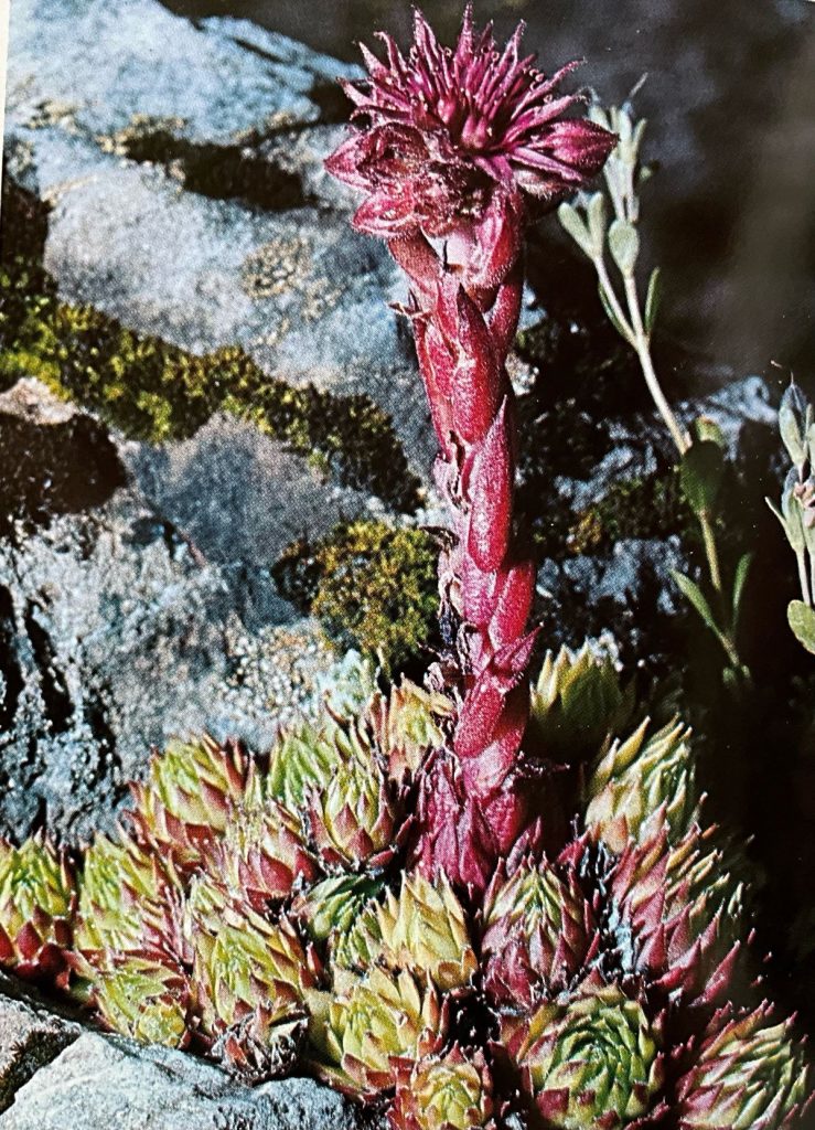 Semprevivo dolomitico (foto Massimo Spampani)