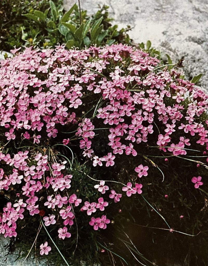 Silene a cuscinetto ( foto Massimo Spampani)