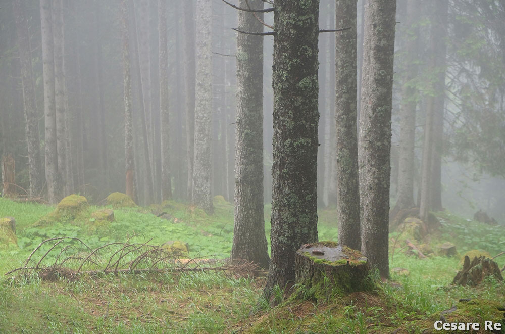 Fotografare gli alberi con il brutto tempo: luce ambiente, luce flash e un po' di colore