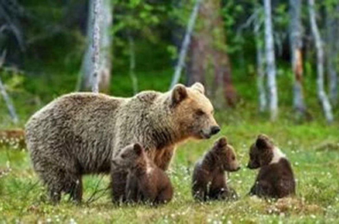 L'orsa Kj1 con i suoi tre cuccioli @ ANSA