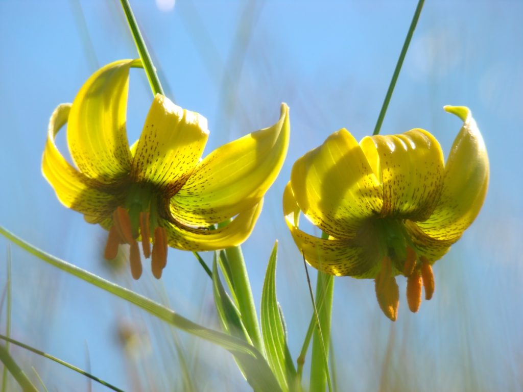 b.ljiljan @ PP Velebit