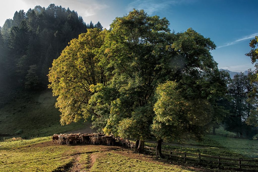 A Malga Vies. Foto Roberto Carnevali