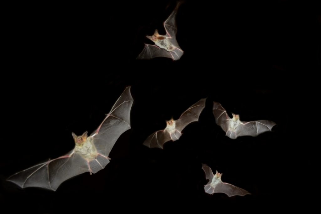 Ai pipistrelli i nostri capelli proprio non interessano @ AdobeStock