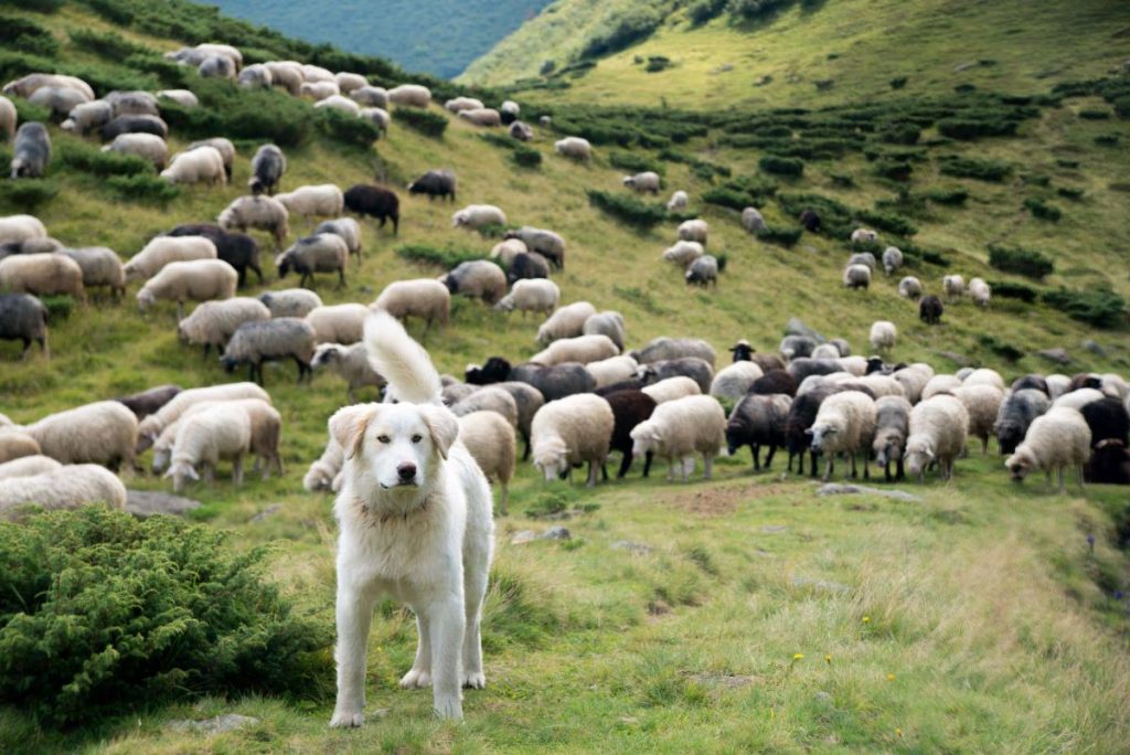 Aggressioni di cani durante un’escursione. Le possibilità di essere risarciti e da chi