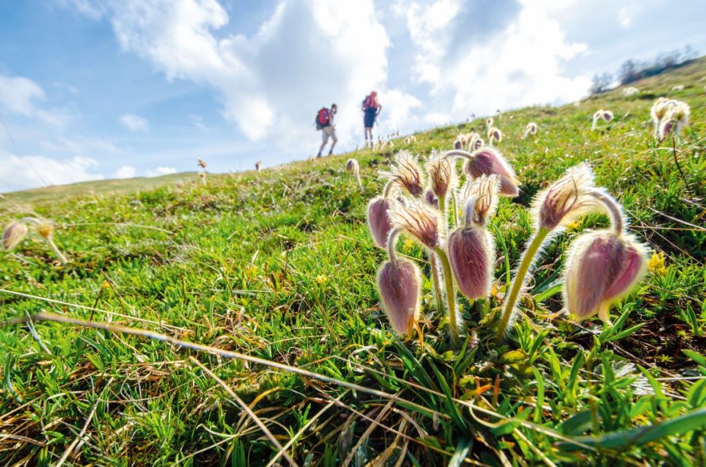 Fioriture di pulsatilla lungo la Grande Balconata. Foto F. Sisti, Clickalps