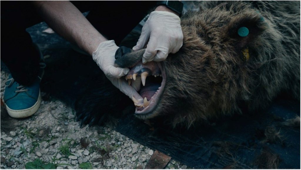 La dentatura di un orso