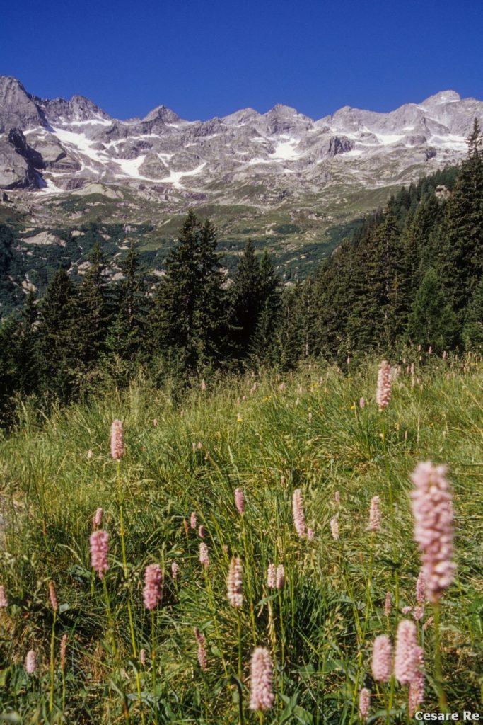 La testa della valle, dai Bagni di Masino, verso il Rifugio Omio. Foto Cesare Re