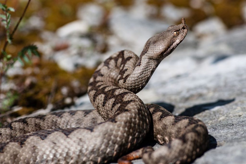 Le vipere non mungono le mucche @ AdobeStock