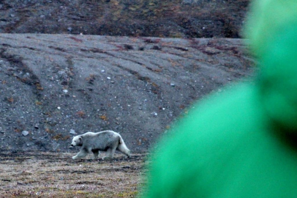 L'orso polare che ha fatto visita ai quattro alpinisti. Foto FB Matteo Della Bordella