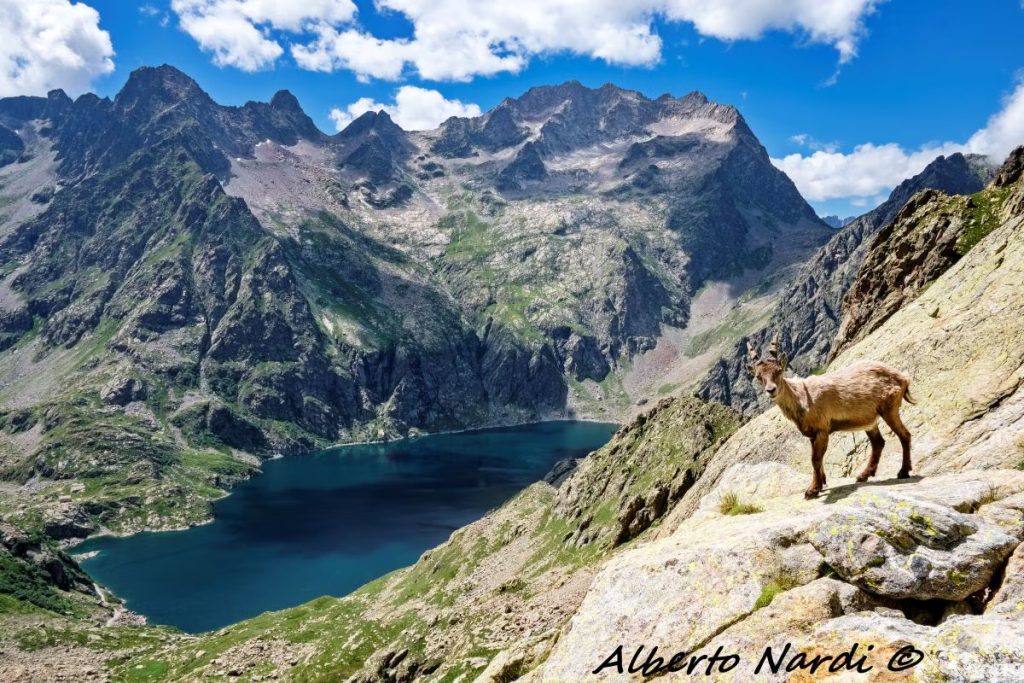 Nel Cuneese, al Colle delle Fenestrelle, tra gli ungulati del Parco Naturale Alpi Marittime