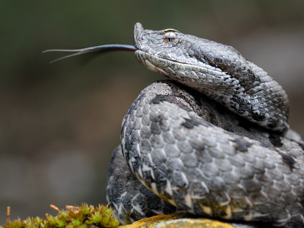 Nessuna vipera è stata lanciata dagli elicotteri @ AdobeStock